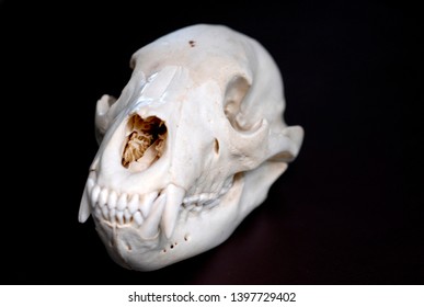 Bear skull isolated dark background  Taxidermy  biology  reference