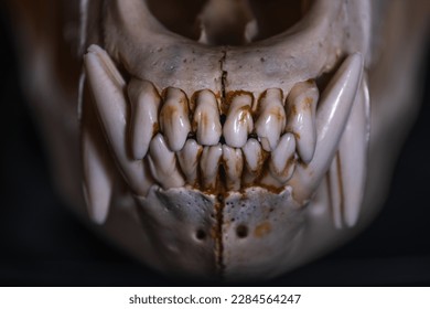 Bear skull on black background