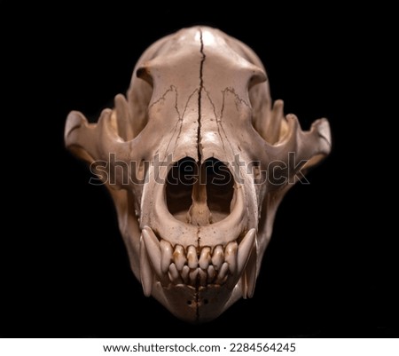 Bear skull on black background