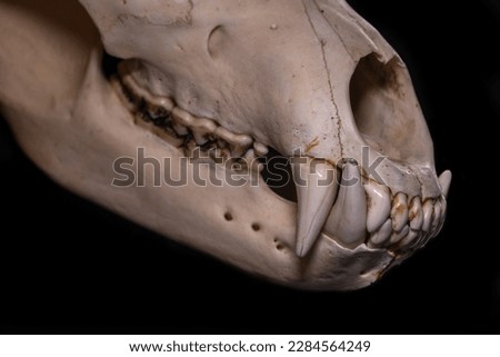 Bear skull on black background
