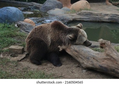 a bear sleeping on a tree trunk