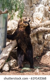 Bear standing up