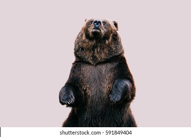 Bear Standing And Looking Up