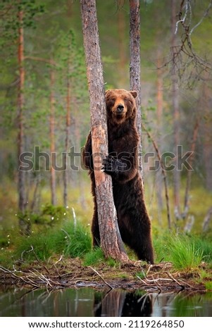 Similar – Brown Bear portrait Safari