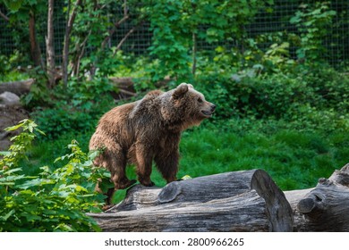 A bear steps onto a tree trunk and raises its right hind leg