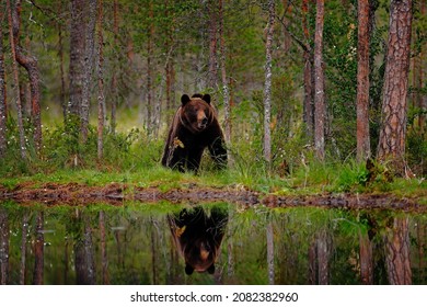 Bear with summer forest, wide angle with habitat. Beautiful brown bear walking around lake, fall colours. Big danger animal in habitat. Wildlife scene from nature, Russia.