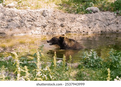 Bear Swimming in a Natural Pond Surrounded by Lush Vegetation. - Powered by Shutterstock