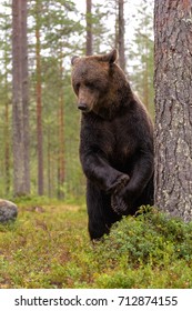 BEAR IN TAIGA FOREST