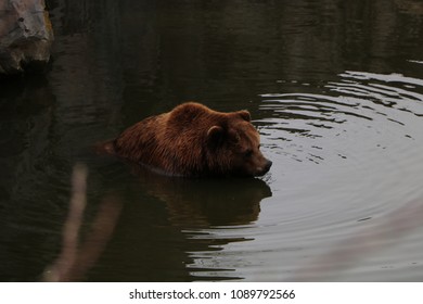 the bear takes a refreshing dip   