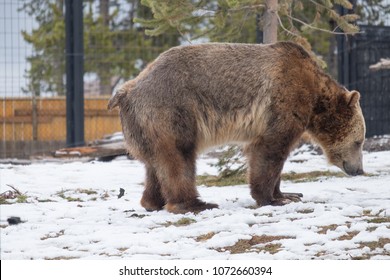 Brown Bear Poop Images