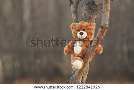        Bear Teddy comfortably settled on a branch of a beloved tree and with a smile looks at the world around us.  Funny bear. Smooth bokeh. Winnie the Pooh.                       