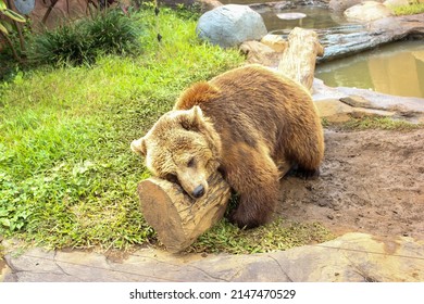 A bear with thick brown fur is seen sleeping on a tree trunk in its spacious enclosure at the zoo.
