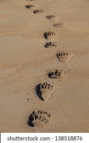 Bear Tracks