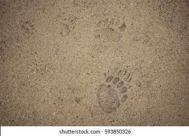 Bear Tracks

