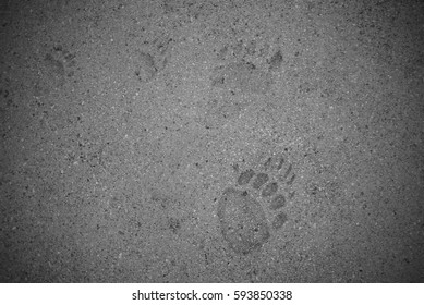 Bear Tracks

