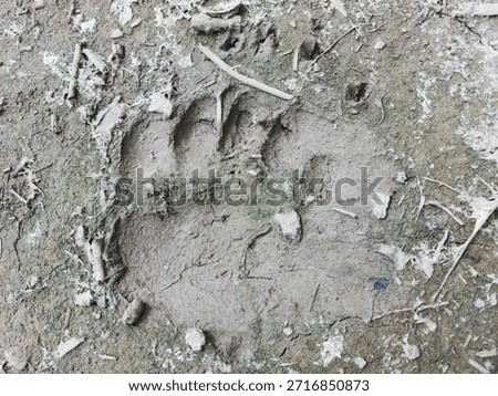 Bear tracks with claw marks