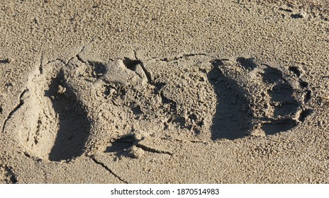 Bear Tracks In The Sand, Animal Tracks