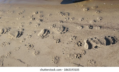 Bear Tracks In The Sand, Animal Tracks, On A River