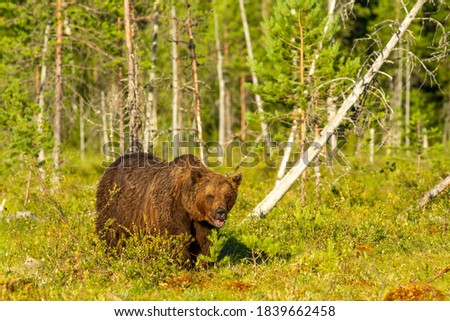 Similar – Image, Stock Photo Brown Bear Safari Hunter