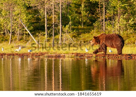 Similar – Brown Bear Adventure