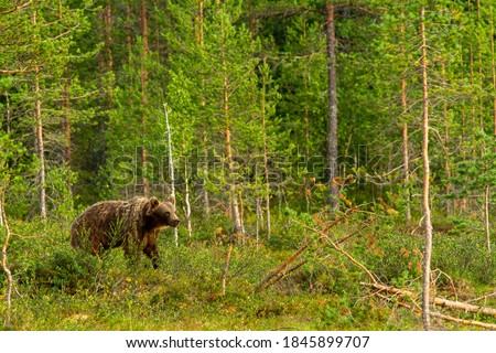 Similar – Brown Bear on forest