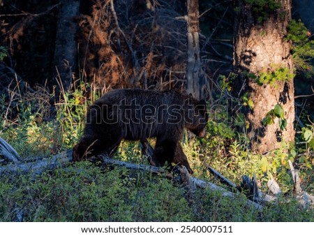 Similar – Brown Bear