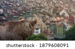 A bear is watching the old town of Bern, Switzerland