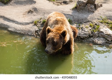 Bear in water