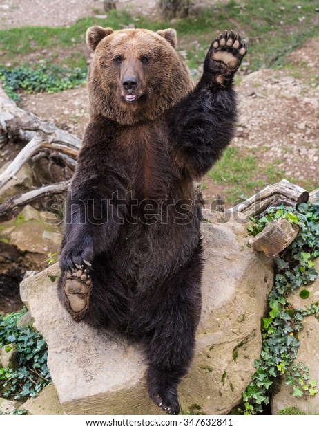 Bear Waving Paw Greeting Cochem Rhinelandpalatinate Stock Photo (Edit ...