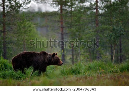 Similar – Brown Bear on forest