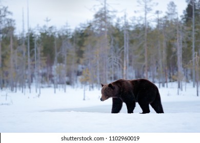Bear in winter condition. Tree forest with animal. Beautiful brown mammal walking around lake with snow and ice. Dangerous creature in nature wood, meadow habitat. Wildlife habitat from Russia.