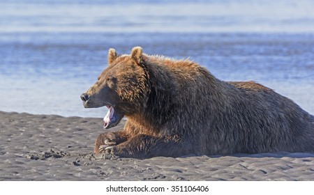 Bear Yawn After A Good Meal In Hallo Bay In Katmai National Park