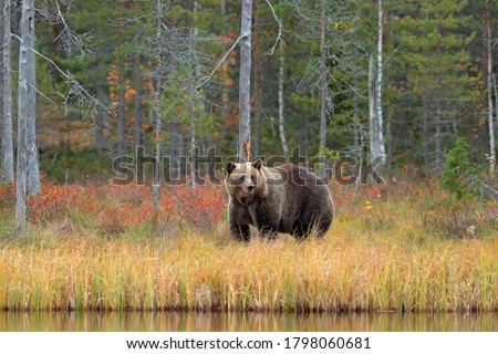 Similar – Brown Bear Adventure