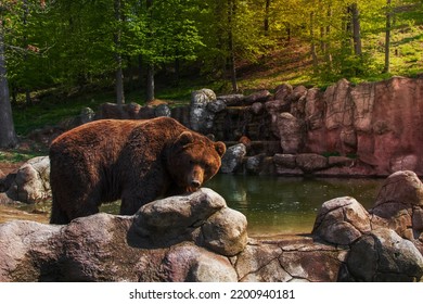 A Bear in Zoo Brno.
