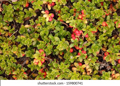 Bearberry. Arctostaphylos Uva Ursi. Valdorria, Leon.