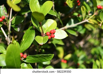 Bearberry, Arctostaphylos Uva-ursi