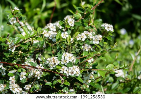 Bearberry cotoneaster Major - Latin name - Cotoneaster dammeri Major