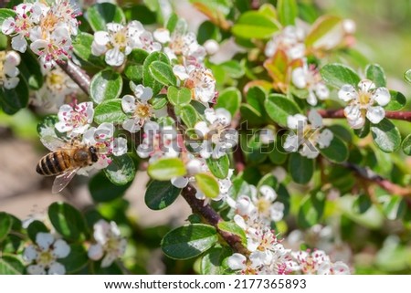 A Bearberry cotoneaster Radicans white flower - Latin name - Cotoneaster dammeri Radicans