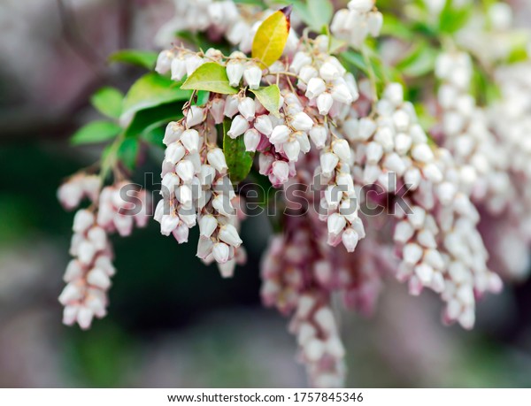 Bearberry flowers or Arctostaphylos uva-ursi is a\
plant species of the genus Arctostaphylos manzanita.The name\
`bearberry` for the plant derives from the edible fruit which is a\
favorite food of\
bears