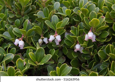 Bearberry Plant And Flowers, Arctostaphylos Uva Ursi 