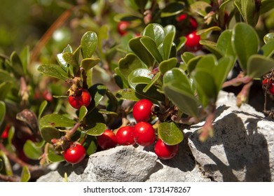 Bearberry (Uva Ursi) At Mountain Orjen