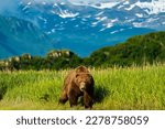 Bear.Brown Bears.North America.Kodiak Archipelago.Grizzly bears.Kodiak bear.Ursus arctos.Alaskan peninsula 
Cubs.Claws.Hibernators.Spawning salmon.Ursus arctos horribilis.Omnivore.
