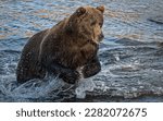 Bear.Brown Bears.North America.Kodiak Archipelago.Grizzly bears.Kodiak bear.Ursus arctos.Alaskan peninsula 
Cubs.Claws.Hibernators.Ursus arctos horribilis.Omnivore.Cub.