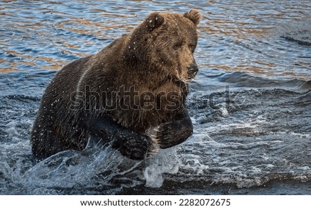 Bear.Brown Bears.North America.Kodiak Archipelago.Grizzly bears.Kodiak bear.Ursus arctos.Alaskan peninsula 
Cubs.Claws.Hibernators.Ursus arctos horribilis.Omnivore.Cub.