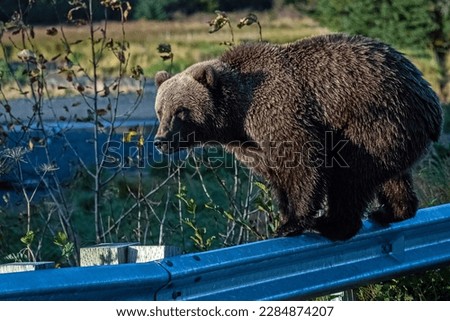 Bear.Brown Bears.North America.Kodiak Archipelago.Grizzly bears.Kodiak bear.Ursus arctos.
Cubs.Claws.Hibernators.Ursus arctos horribilis.Omnivore.Cub.