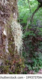 A Beard Lichen Belonging To The Genus Usnea.