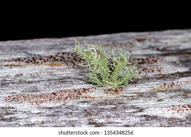 Beard Lichen
Genus Usnea