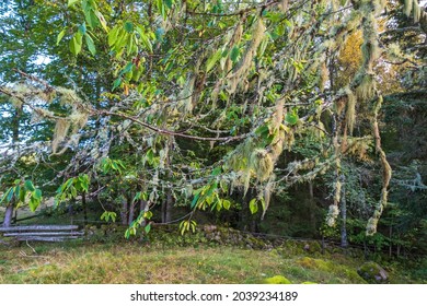 Beard Lichen On A Tree Branches