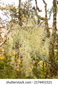 Beard Lichen Plant In New Zealand