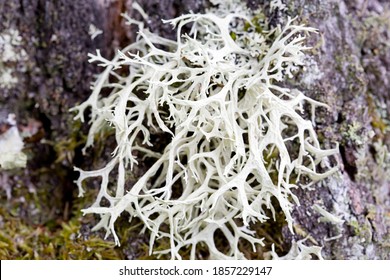 Beard Lichen Usnea Hirta On Trunk Of Birch